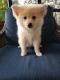 Pomeranian Puppies for sale in Polk City, FL 33868, USA. price: $600