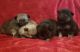 Pomeranian Puppies for sale in Milton, FL, USA. price: NA