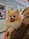 Pomeranian Puppies for sale in Laguna Niguel, CA, USA. price: NA
