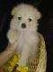 Pomeranian Puppies for sale in Edgewater, FL, USA. price: NA