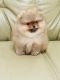 Pomeranian Puppies for sale in Boston, MA, USA. price: $5,500