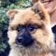 Pomeranian Puppies for sale in 8032 Asher Valley Trail, Ooltewah, TN 37363, USA. price: $500