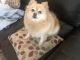 Pomeranian Puppies for sale in Pflugerville, TX, USA. price: $500