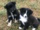 Pomeranian Puppies for sale in Lewisburg, TN 37091, USA. price: $350