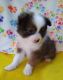 Pomeranian Puppies for sale in Cut Off, LA 70345, USA. price: NA