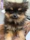 Pomeranian Puppies for sale in Vancouver, WA, USA. price: $1,300
