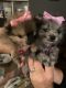 Pomeranian Puppies for sale in Billings, MT, MT, USA. price: $900