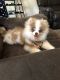 Pomeranian Puppies for sale in Columbus, OH, USA. price: $800