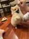 Pomeranian Puppies for sale in Seattle, WA, USA. price: $1,000