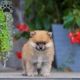 Pomeranian Puppies for sale in Springfield, MA, USA. price: $1,100
