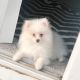 Pomeranian Puppies for sale in Tampa, FL, USA. price: $2,200