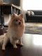 Pomeranian Puppies for sale in Fort Lauderdale, FL, USA. price: $500