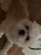 Pomeranian Puppies for sale in Bayonne, NJ, USA. price: NA