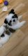 Pomeranian Puppies for sale in Aurora, IL 60503, USA. price: $1,200