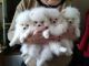 Pomeranian Puppies for sale in Duval Ave, Miami, FL 33157, USA. price: NA