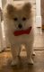 Pomeranian Puppies for sale in Elmhurst, Queens, NY, USA. price: NA