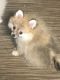 Pomeranian Puppies for sale in Burnsville, MN, USA. price: $1,750