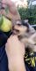 Pomeranian Puppies for sale in Rochester, NY, USA. price: $900