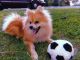 Pomeranian Puppies for sale in Sparta, TN 38583, USA. price: NA