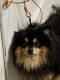 Pomeranian Puppies for sale in Newburgh, NY 12550, USA. price: NA