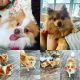 Pomeranian Puppies for sale in Toledo, OH, USA. price: $400