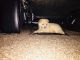 Pomeranian Puppies for sale in White Marsh, MD, USA. price: NA