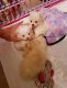Pomeranian Puppies for sale in Redfield, SD 57469, USA. price: $600