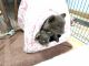 Pomeranian Puppies for sale in Fairfield, IA, USA. price: NA