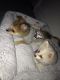 Pomeranian Puppies for sale in Cypress, TX, USA. price: NA