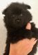 Pomeranian Puppies for sale in North Port, FL, USA. price: NA
