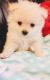 Pomeranian Puppies for sale in London, KY, USA. price: NA