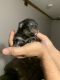 Pomeranian Puppies for sale in Waterloo, IN 46793, USA. price: NA