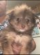 Pomeranian Puppies for sale in Lake Elsinore, CA, USA. price: NA
