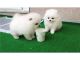 Pomeranian Puppies for sale in USF Tampa Library, Tampa, FL 33620, USA. price: NA
