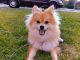 Pomeranian Puppies for sale in Sparta, TN 38583, USA. price: NA