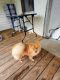 Pomeranian Puppies for sale in Trion, GA 30753, USA. price: NA