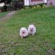 Pomeranian Puppies for sale in Greenville, SC, USA. price: NA
