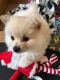 Pomeranian Puppies for sale in Kentwood, MI, USA. price: NA