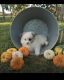 Pomeranian Puppies for sale in Claymont, DE 19703, USA. price: $950