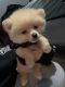 Pomeranian Puppies for sale in Lawrenceville, GA, USA. price: $600