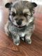 Pomeranian Puppies for sale in Kentwood, MI, USA. price: $950