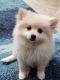 Pomeranian Puppies for sale in Woodland Park, NJ 07424, USA. price: NA