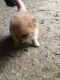 Pomeranian Puppies for sale in Fond du Lac, WI, USA. price: $420