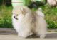 Pomeranian Puppies for sale in Killeen, TX, USA. price: NA