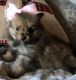 Pomeranian Puppies for sale in Fort Jennings, OH 45844, USA. price: $800