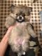 Pomeranian Puppies for sale in Brooklyn, NY, USA. price: $1,800