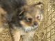 Pomeranian Puppies for sale in Sussex, NJ 07461, USA. price: $400