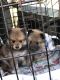 Pomeranian Puppies for sale in Valrico, FL 33594, USA. price: NA