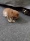 Pomeranian Puppies for sale in Columbus, OH, USA. price: $950