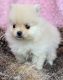 Pomeranian Puppies for sale in Seattle, WA, USA. price: $600